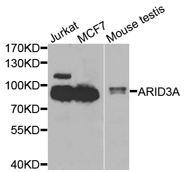 Rabbit anti-ARID3A Polyclonal Antibody
