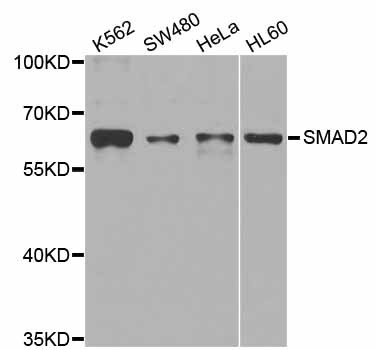 Rabbit anti-SMAD2 Polyclonal Antibody