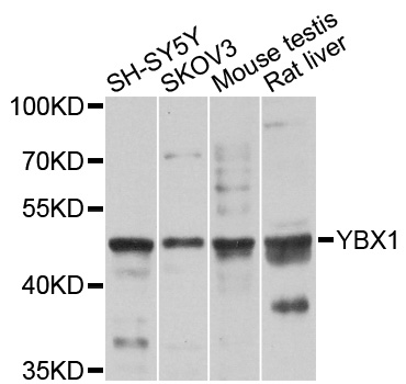 Rabbit anti-YBX1 Polyclonal Antibody