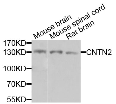 Rabbit anti-CNTN2 Polyclonal Antibody