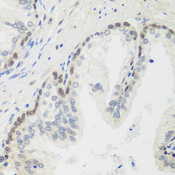 Rabbit anti-MDC1 Polyclonal Antibody