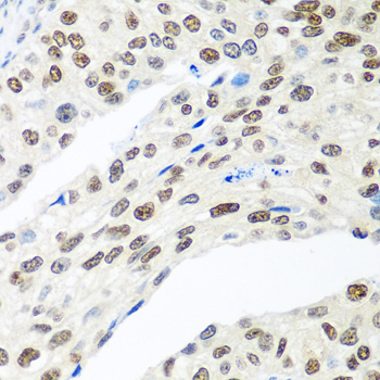 Rabbit anti-MDC1 Polyclonal Antibody