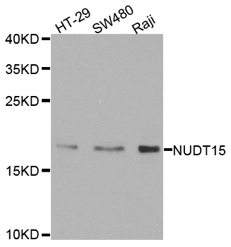 Rabbit anti-NUDT15 Polyclonal Antibody