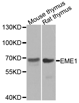 Rabbit anti-EME1 Polyclonal Antibody