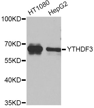 Rabbit anti-YTHDF3 Polyclonal Antibody
