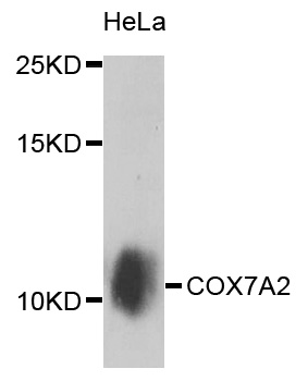 Rabbit anti-COX7A2 Polyclonal Antibody