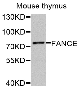 Rabbit anti-FANCE Polyclonal Antibody