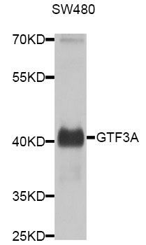 Rabbit anti-GTF3A Polyclonal Antibody