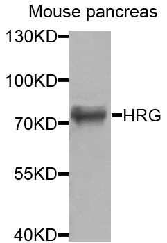 Rabbit anti-HRG Polyclonal Antibody