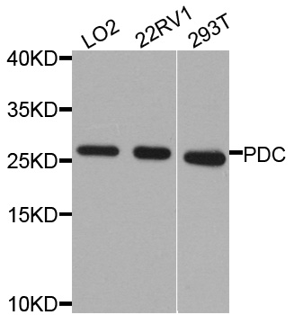 Rabbit anti-PDC Polyclonal Antibody