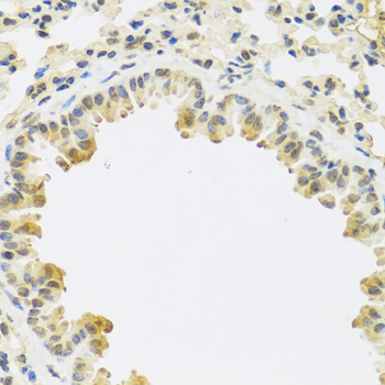Rabbit anti-TGFB3 Polyclonal Antibody