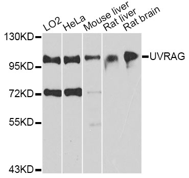 Rabbit anti-UVRAG Polyclonal Antibody