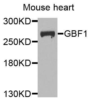 Rabbit anti-GBF1 Polyclonal Antibody