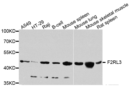 Rabbit anti-F2RL3 Polyclonal Antibody