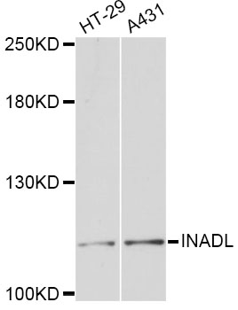 Rabbit anti-INADL Polyclonal Antibody