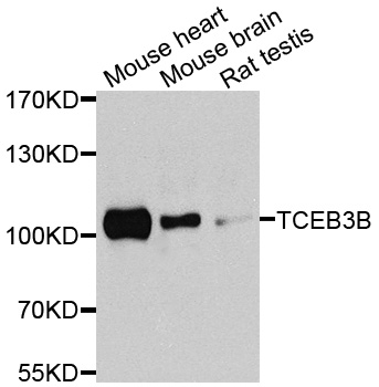 Rabbit anti-TCEB3B Polyclonal Antibody