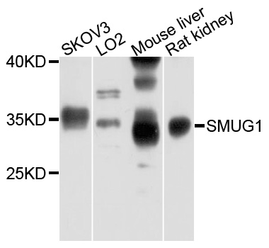 Rabbit anti-SMUG1 Polyclonal Antibody