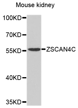 Rabbit anti-ZSCAN4 Polyclonal Antibody