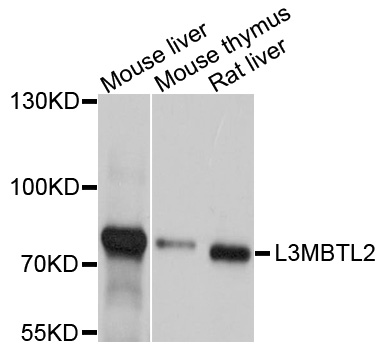 Rabbit anti-L3MBTL2 Polyclonal Antibody