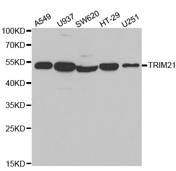 Rabbit anti-TRIM21 Polyclonal Antibody