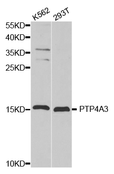 Rabbit anti-PTP4A3 Polyclonal Antibody