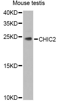 Rabbit anti-CHIC2 Polyclonal Antibody