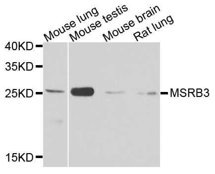Rabbit anti-MSRB3 Polyclonal Antibody