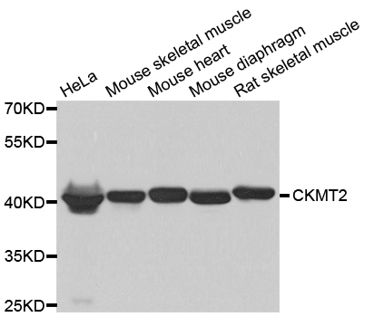 Rabbit anti-CKMT2 Polyclonal Antibody