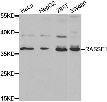 Rabbit anti-RASSF1 Polyclonal Antibody