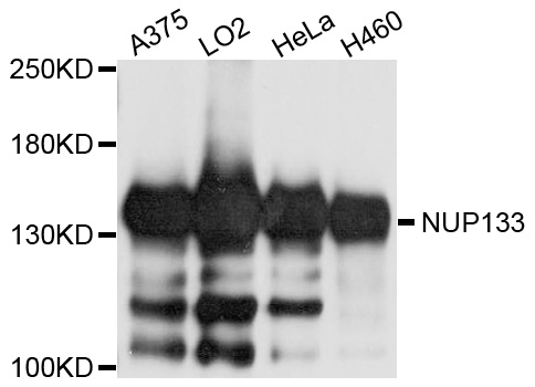 Rabbit anti-NUP133 Polyclonal Antibody