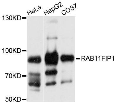 Rabbit anti-RAB11FIP1 Polyclonal Antibody