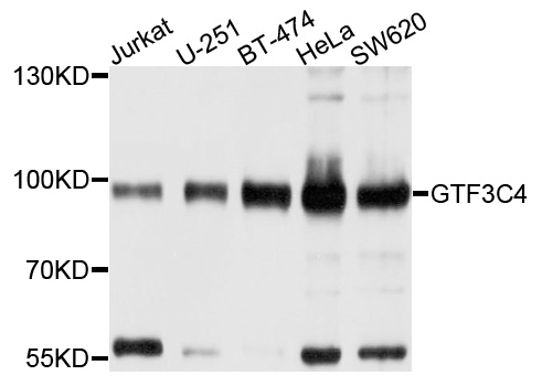 Rabbit anti-GTF3C4 Polyclonal Antibody