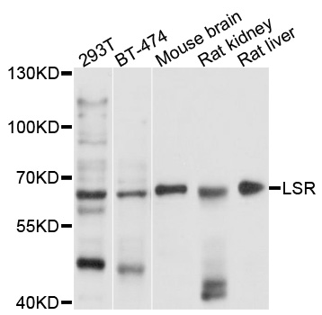 Rabbit anti-LSR Polyclonal Antibody