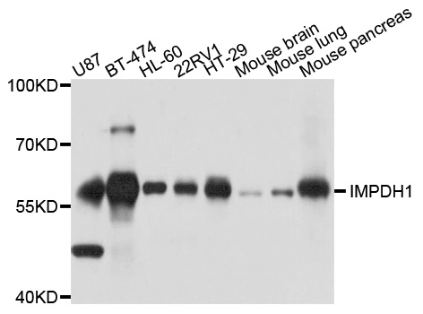 Rabbit anti-IMPDH1 Polyclonal Antibody