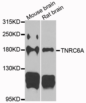 Rabbit anti-TNRC6A Polyclonal Antibody