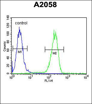 Rabbit anti-Annexin V Polyclonal Antibody(N-term)