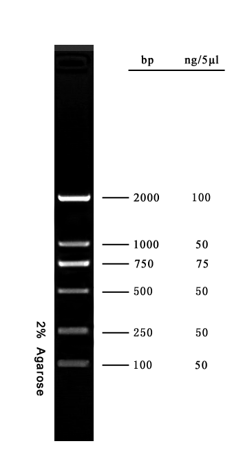 DL 2000 DNA Marker