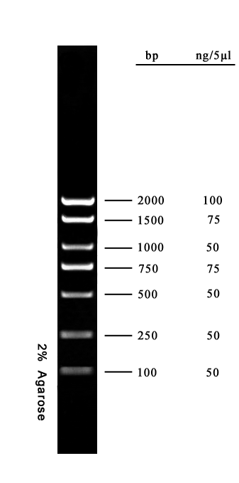 DL 2000+ DNA Marker