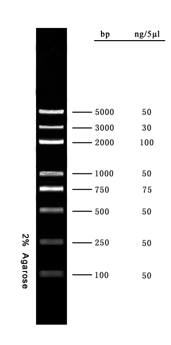 DL 5000 DNA Marker