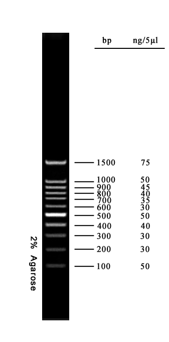100bp Ladder DNA Marker