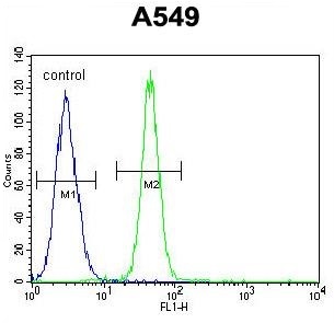 Rabbit anti-FBXO24 Polyclonal Antibody(Center)