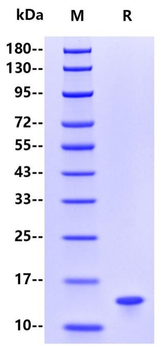 Recombinant Human β2-MG Protein(C-10His)