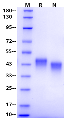 Recombinant Mouse CD38 Protein(His Tag)