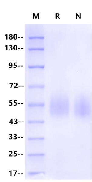 Recombinant Human B7-H6 Protein(His Tag)