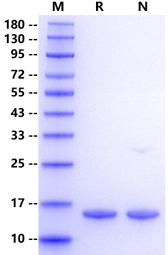 Recombinant Human FABP1 Protein(His Tag)