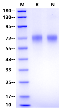 Recombinant Human LILRA3 Protein(His Tag)