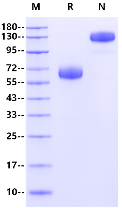 Recombinant Human B7-H5 Protein(FC Chimera)