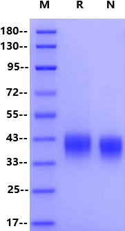 Recombinant Mouse LILRB4 Protein(His Tag)