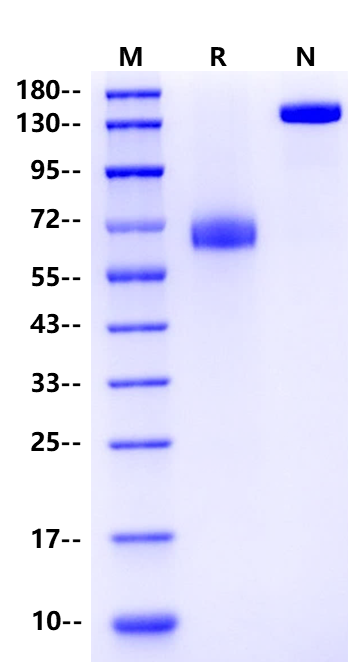 Recombinant Human Tissue Factor Protein(FC Chimera)