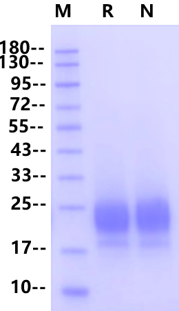 Recombinant Human RSPO1(21-146) Protein(His Tag)